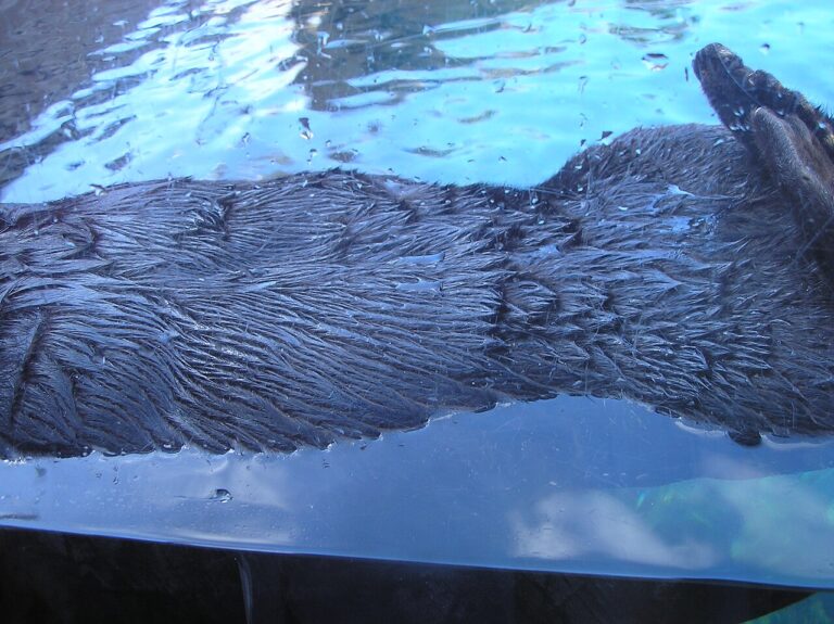 Monterey Bay: Sea Otters, Whales and Kelp Forests