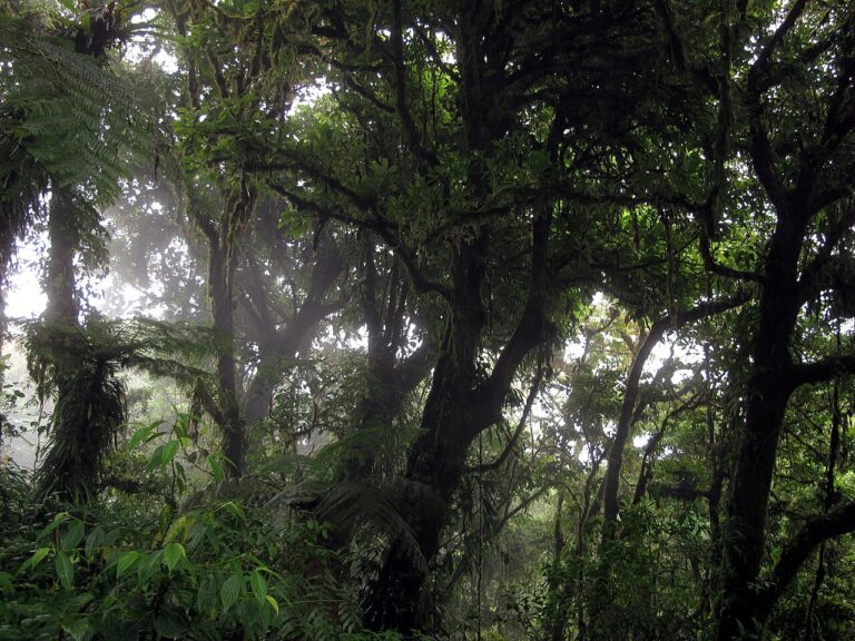 Monteverde Cloud Forest and the Resplendent Quetzal