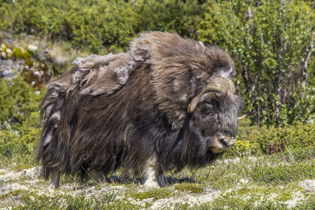 Musk Ox
