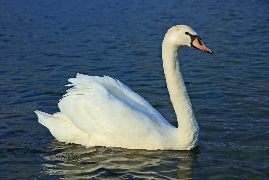 Mute Swan