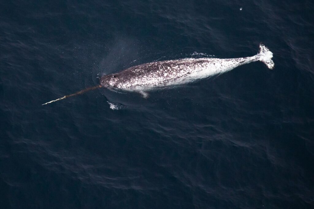 Narwhal and Polar Bear Expeditions in Arctic Canada
