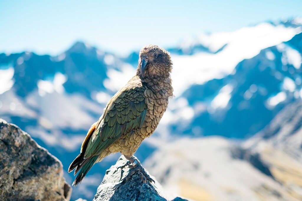 New Zealand Wildlife Guide: Kiwi, Kea, Penguins and Whales