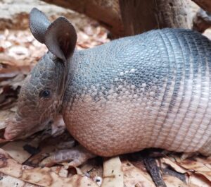 Nine-banded Armadillo