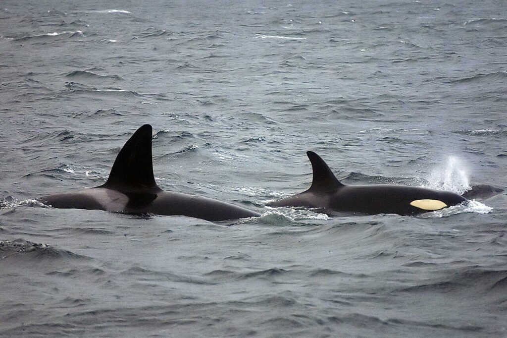 Orcas and Humpbacks in Northern Norway: Winter Whale Guide