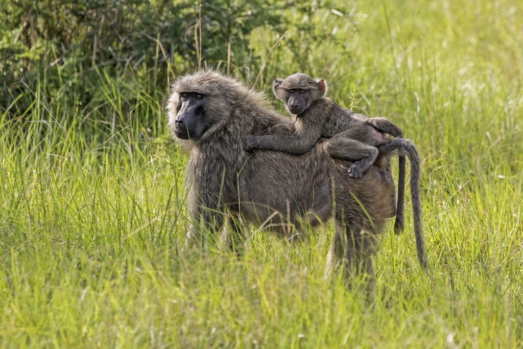 Olive Baboon