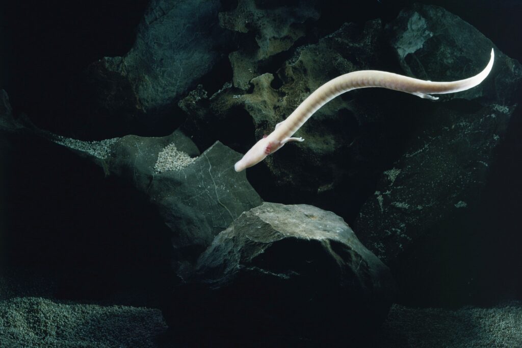 Olm