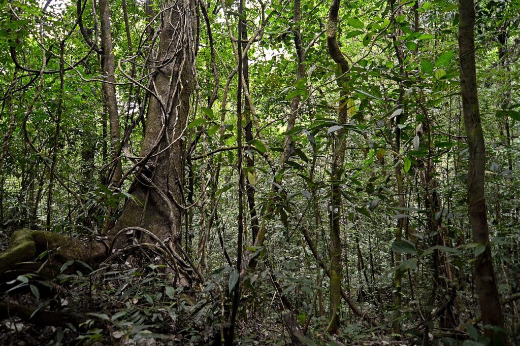Panama Wildlife: Soberanía, Pipeline Road and the Canal