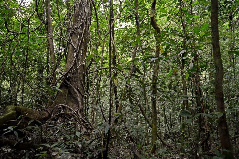 Panama Wildlife: Soberanía, Pipeline Road and the Canal