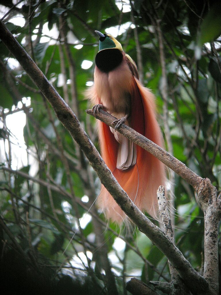 Birds-of-Paradise in Papua New Guinea
