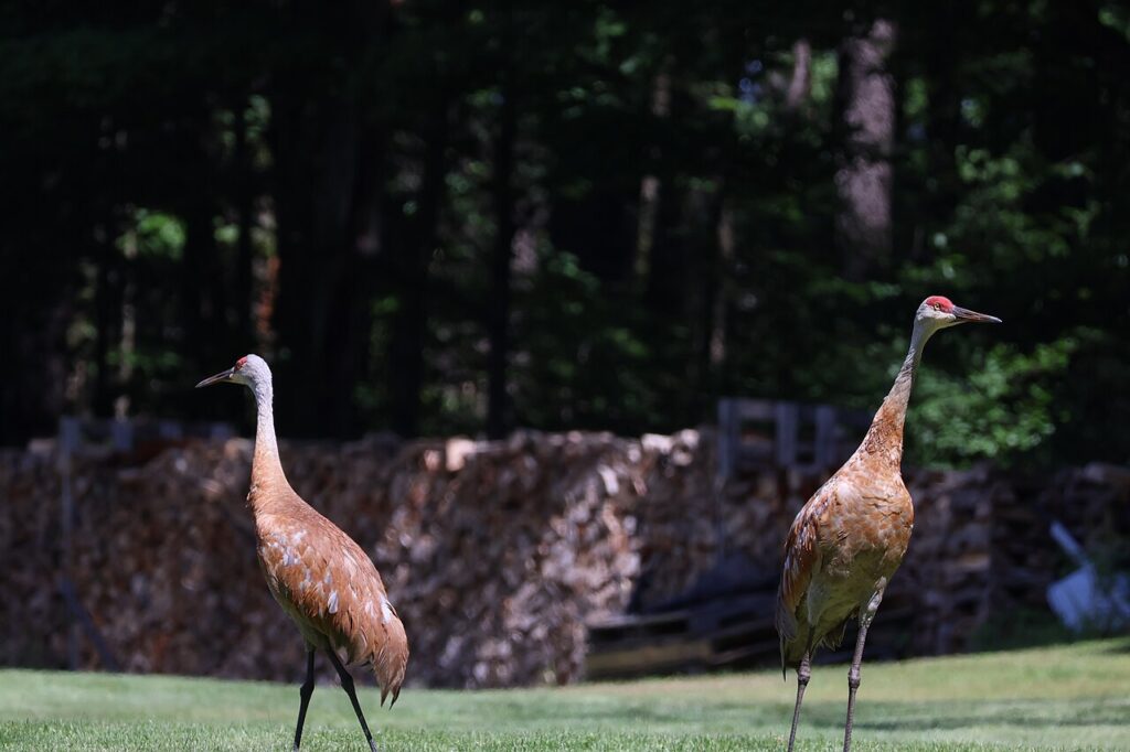 Sandhill Crane Migration on the Platte River