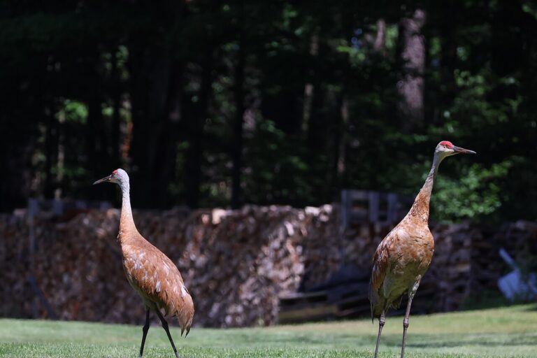 Sandhill Crane Migration on the Platte River
