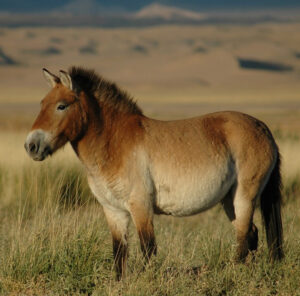 Przewalski's Horse
