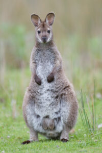 Red-necked Wallaby