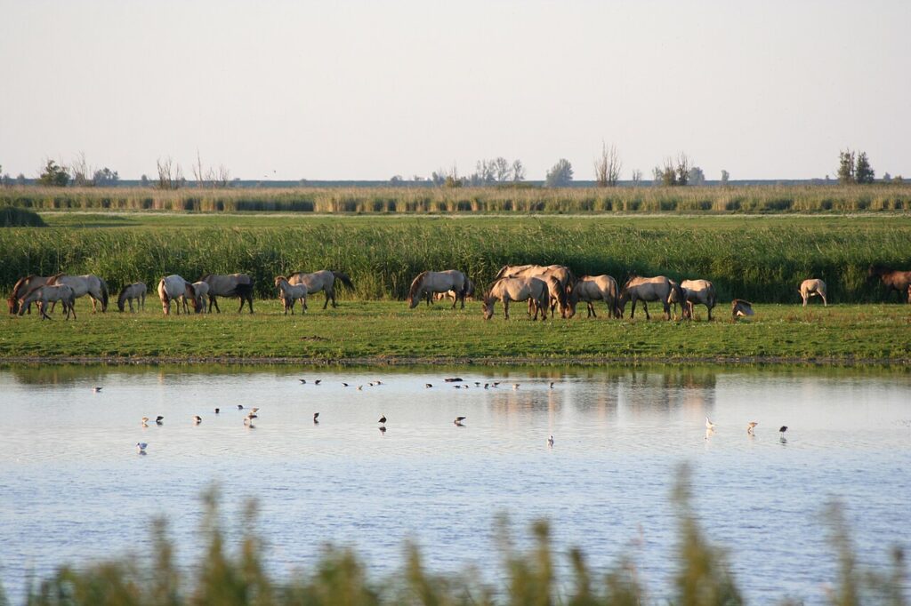 Rewilding Europe: Where to See Returning Wildlife