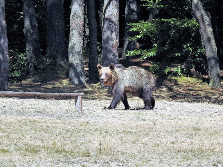 Bear Watching in the Romanian Carpathians