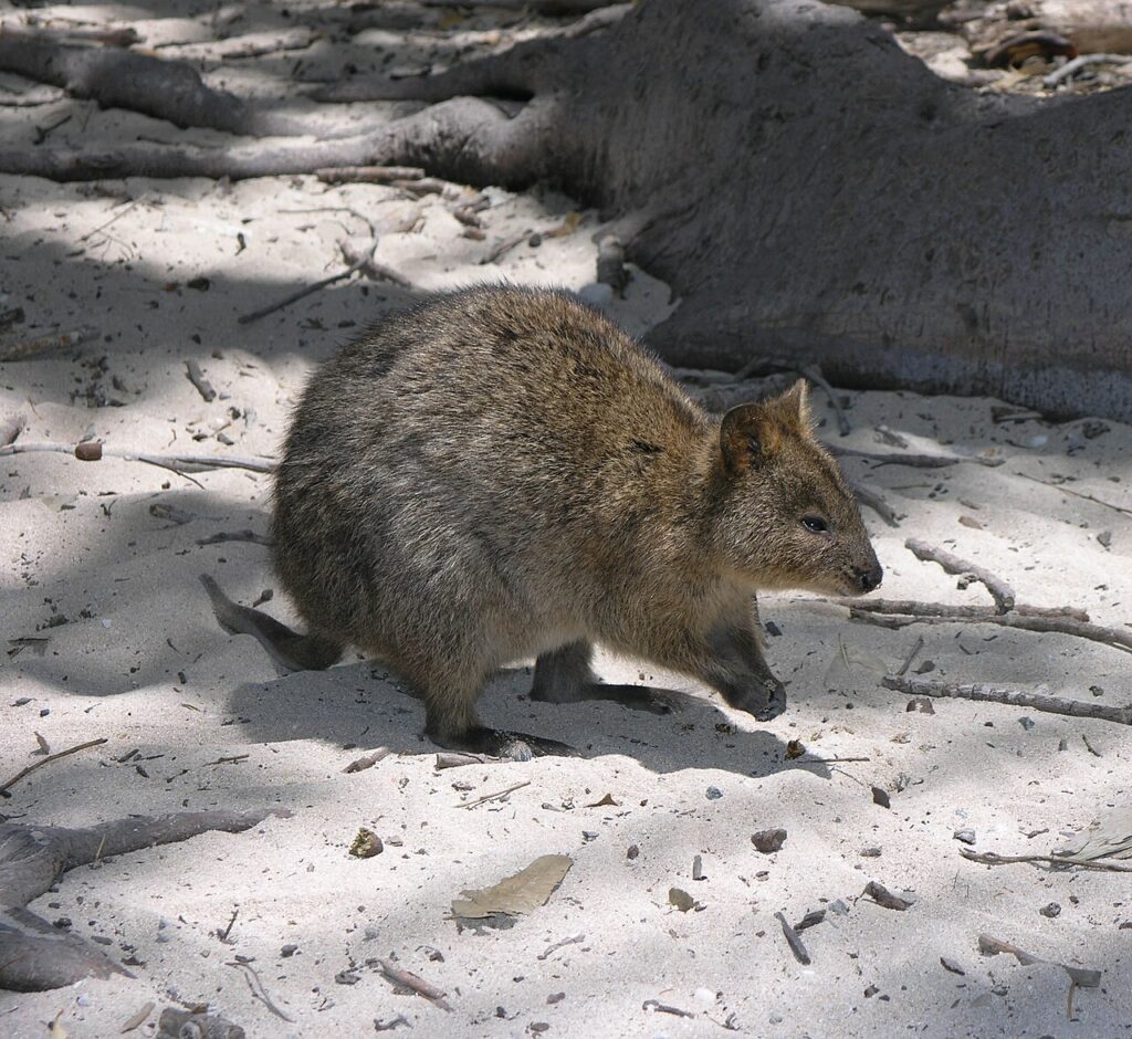 Rottnest Island Quokkas: Visiting Responsibly