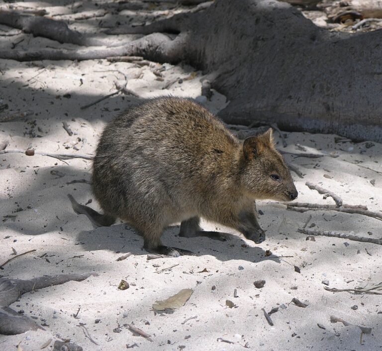 Rottnest Island Quokkas: Visiting Responsibly