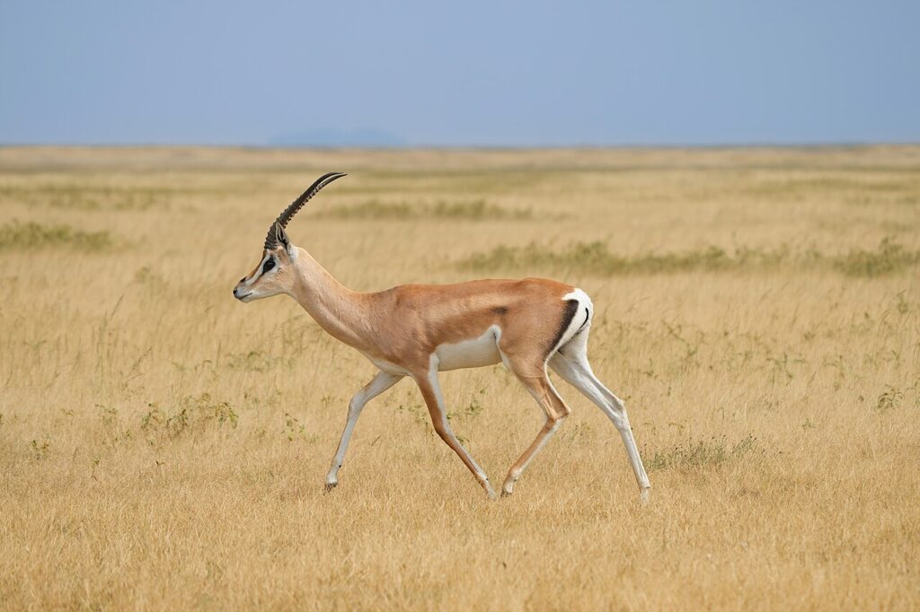 How Much Does a Safari Cost? A Realistic Budget Guide