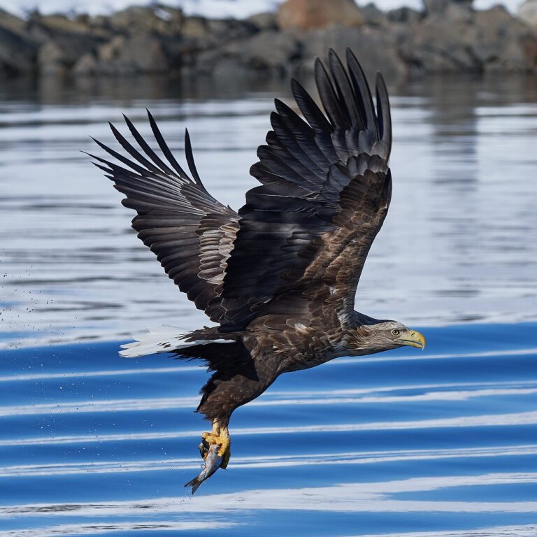 Scotland Wildlife Guide: Red Deer, Otters, Eagles and Puffins