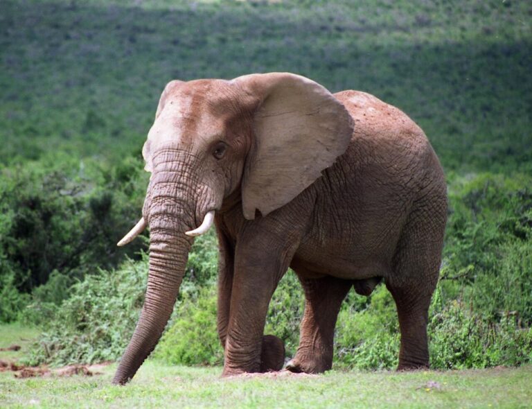 Self-drive vs Guided Safari: Pros and Cons