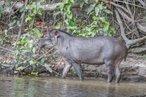South American Tapir