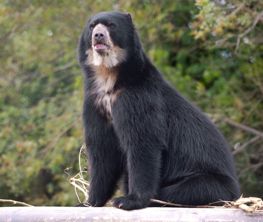 Spectacled Bear