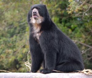Spectacled Bear