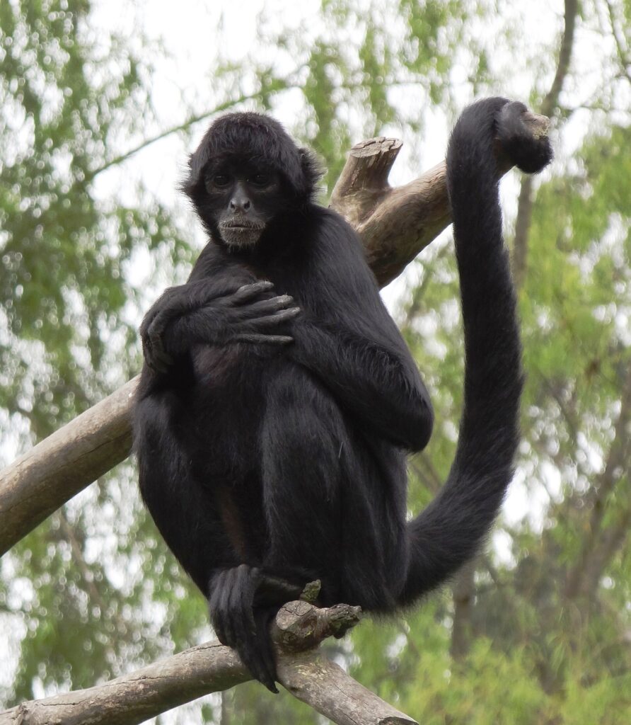 Spider Monkey