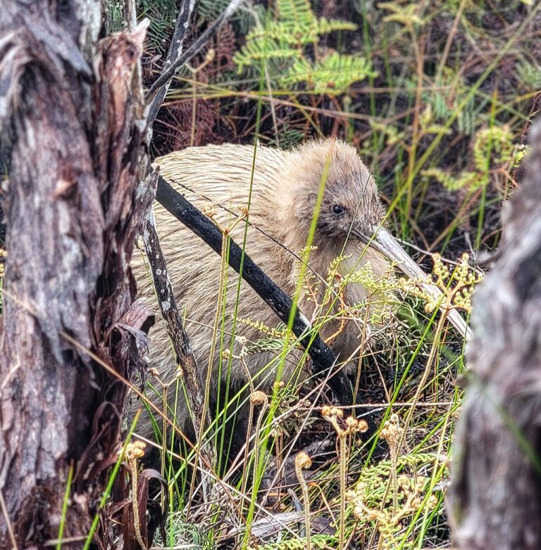 Seeing Wild Kiwi on Stewart Island