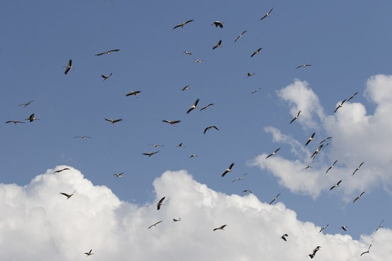 Raptor Migration at the Strait of Gibraltar