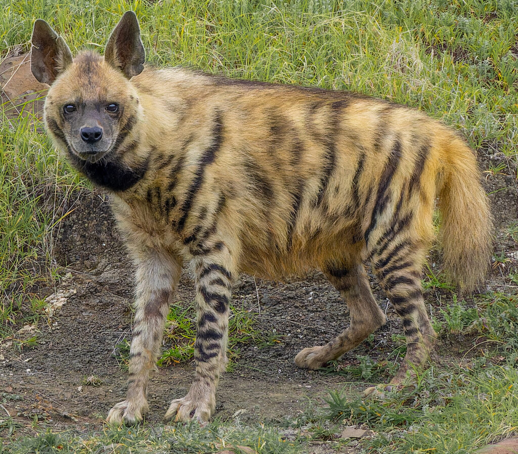 Striped Hyena