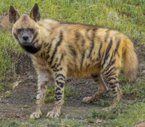 Striped Hyena