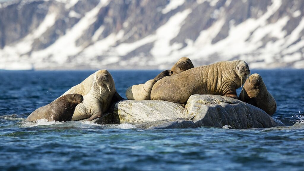 Svalbard Polar Bear Expeditions
