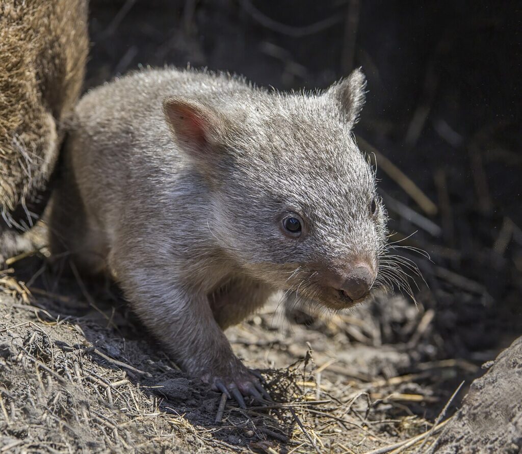 Tasmania Wildlife Guide: Devils, Wombats and Platypuses