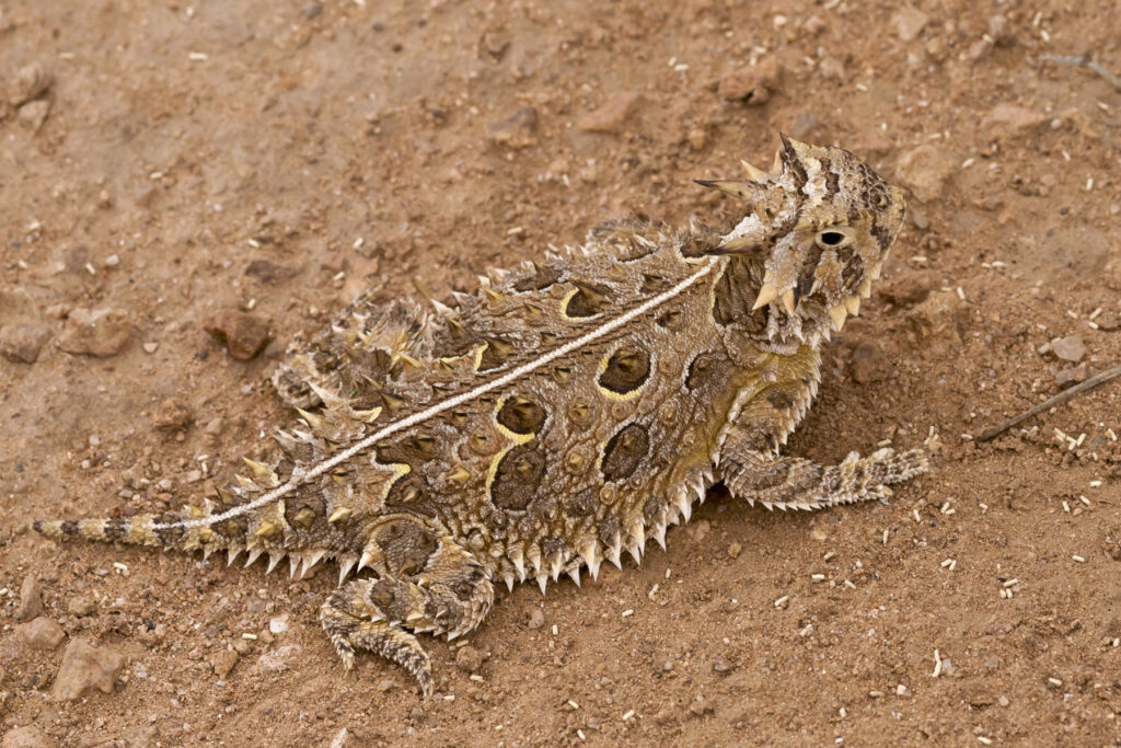 Texas Horned Lizard