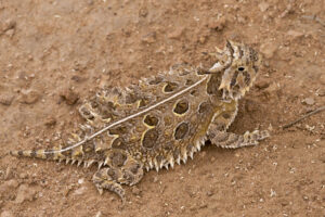 Texas Horned Lizard