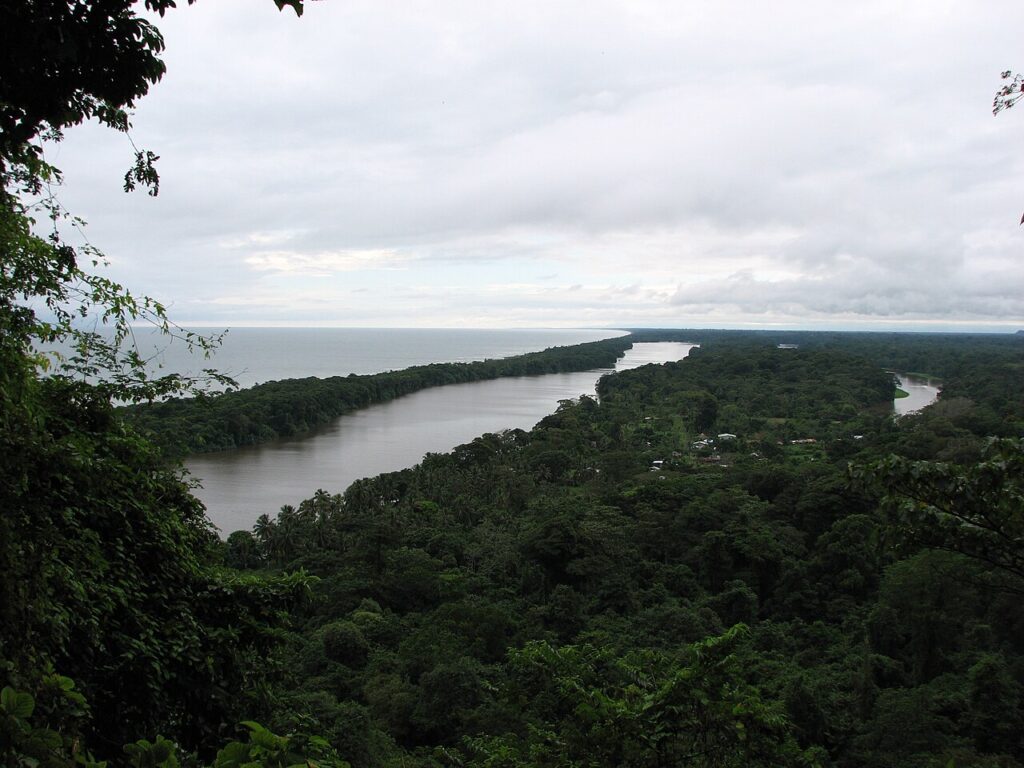 Tortuguero Turtle Nesting Guide