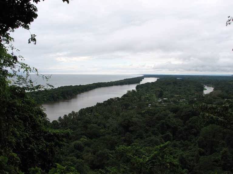 Tortuguero Turtle Nesting Guide