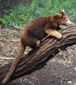 Tree Kangaroo