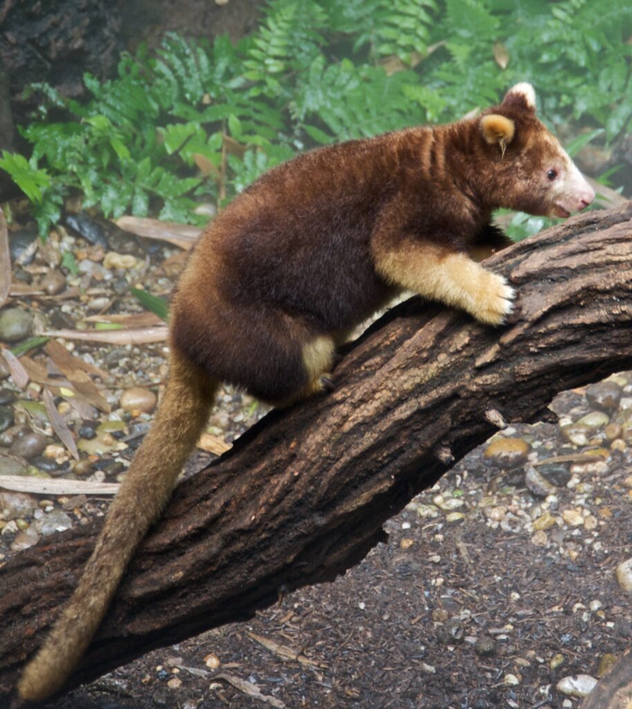 Tree Kangaroo
