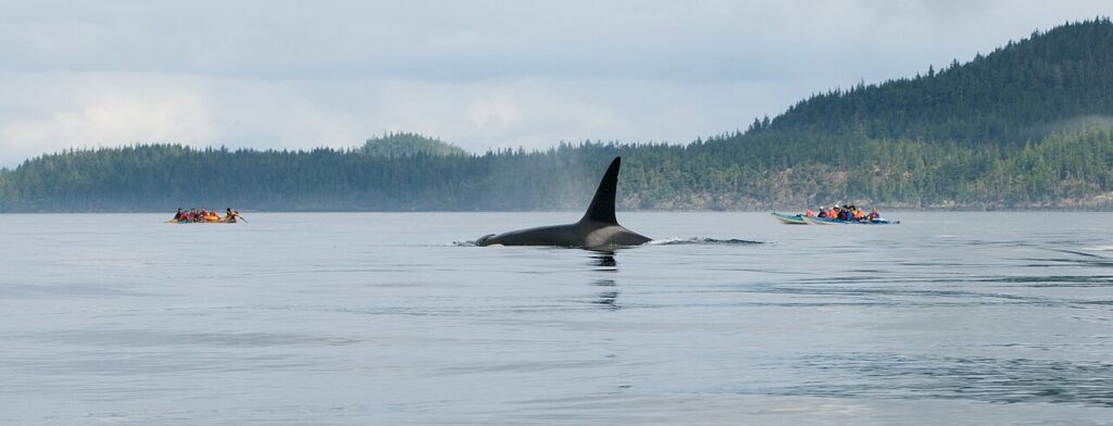 Orca Watching on Vancouver Island