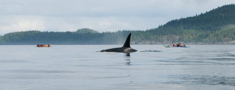 Orca Watching on Vancouver Island