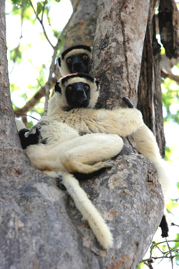 Verreaux's Sifaka