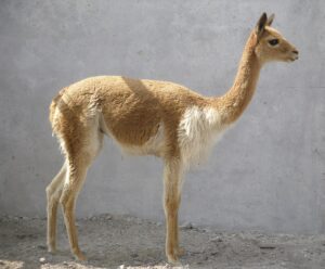Vicuña