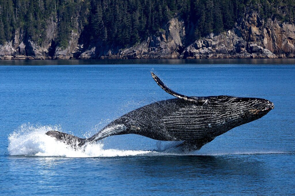 Where to See Whales in North America: A Seasonal Guide