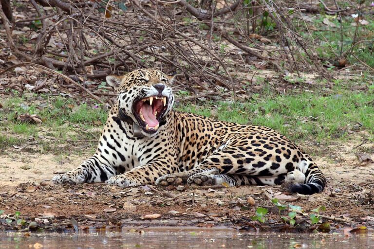 Where to See Jaguars in the Wild