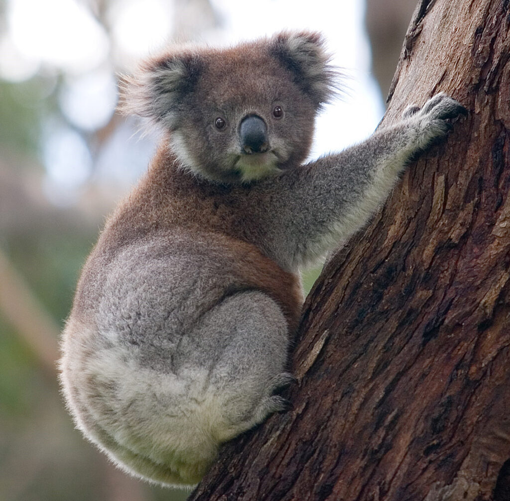 Where to See Koalas in the Wild