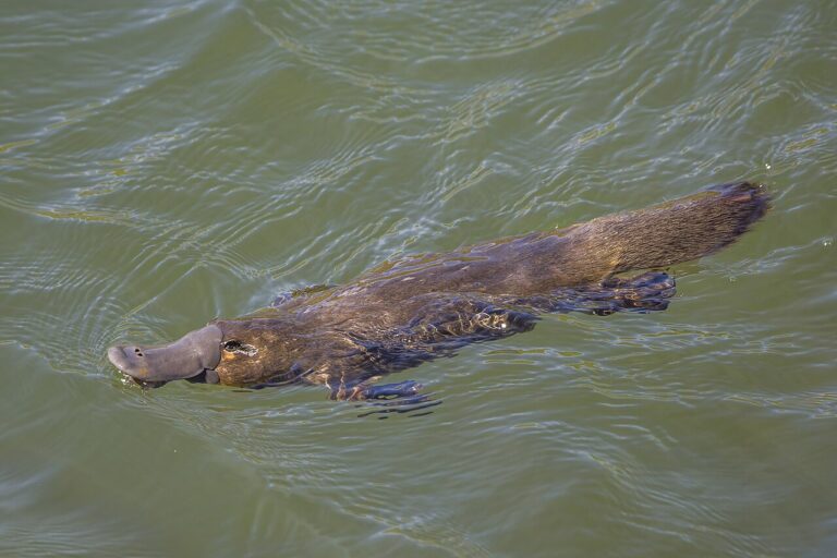 Where to See a Platypus in the Wild