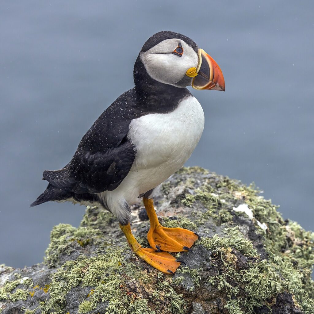 Where to See Puffins in Iceland
