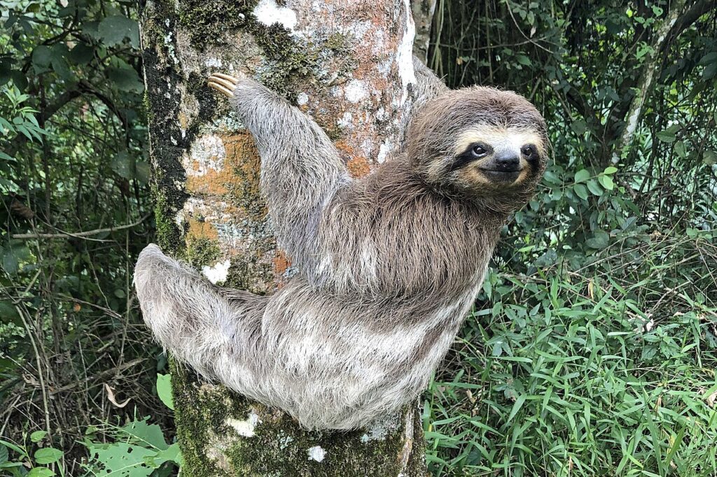 Where to See Sloths in Costa Rica and Beyond